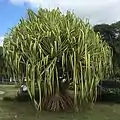 Pandanus