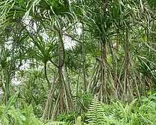 Pandanus thomensis, plante endémique.