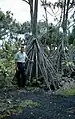 Les pandanus (ici à Hawaï) se caractérisent par des racines en faisceau  pyramidal, jouant le rôle de contreforts