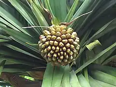 Infrutescence (fruit composé)