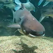 Poisson-chat géant du Mékong