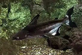 Aquarium de la porte dorée, Paris