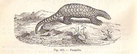 Pangolin, Traité de zoologie médicale et agricole de Railliet en 1895 (Manis).