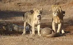 Un Pangolin indien (Manis crassicaudata) contre des Lions asiatiques (Panthera leo persica).