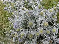 Panicaut maritime ou chardon des dunes.