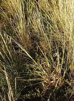 Description de l'image Panicum decompositum habit.jpg.