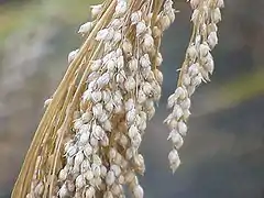 Panicule de millet commun.