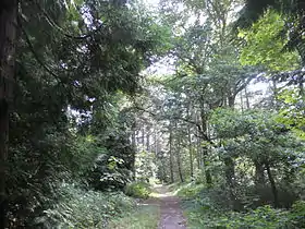 La forêt d'Écault.
