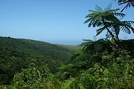 Photo panoramique d'une forêt tropicale sur l'île de Basse-Terre en Guadeloupe