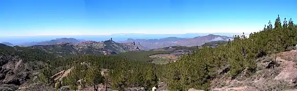 Forêt dans les îles Canaries