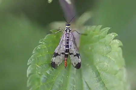 Ailes peu marquées.