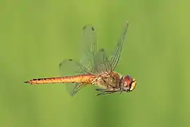 Pantala flavescens fond vert corps orangé