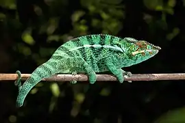 Furcifer pardalis (Chamaeleonidae)