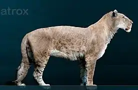 Lion américain, 4 mètres de long