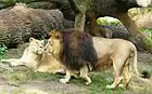 Lion asiatique