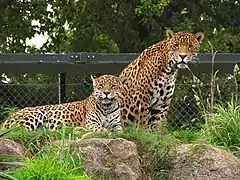 Jaguar