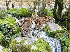 Couple de panthères de Ceylan dans le canyon des léopards.