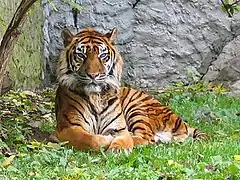 Tigre de Sumatra.