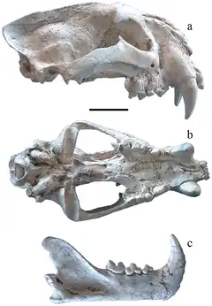 Crâne et mandibule de Panthera zdanskyi