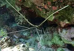 Une langouste peinte observée à faible profondeur à La Réunion.