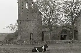 Photographie en noir et blanc d'un bâtiment médiéval roman, en partie ruiné et devant lequel est assise une vache