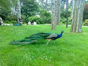 Le parc floral de Paris possède aussi des paons se promenant parmi les visiteurs.