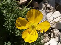 Fleur de pavot des Alpes (papaver alpinum).