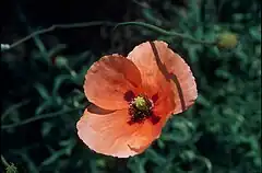 Description de l'image Papaver dubium L 1.jpg.