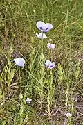 Papaver somniferum (Pavot somnifère)