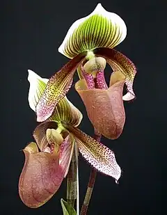 Description de l'image Paphiopedilum superbiens.jpg.