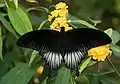 Papilio memnon ♂, Jardin botanique et zoologique Wihelma, Stuttgart, Allemagne