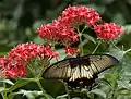 Papilio memnon ♀, Jardin botanique et zoologique Wihelma, Stuttgart, Allemagne