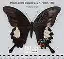 Papilio iswara araspes femelle, avers et revers.