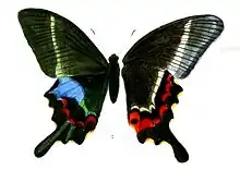 Papilio krishna ( illustration montrant l'avers et le revers)