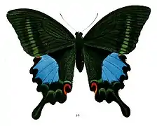 Papilio paris tamilana