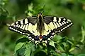 Machaon