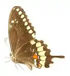Papilio caiguanabus, vue latérale
