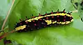 Chenille de Papilio clytia