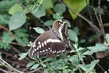 Papilio constantinus dans son milieu naturel