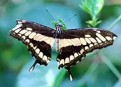 Papilio cresphontes ou Grand Porte-Queue, Amérique