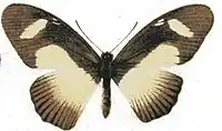 Papilio cynorta femelle, avers (illustration)