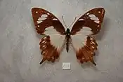 Papilio dardanus antinorii femelle