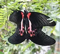 Accouplement de Papilio deiphobus, Asie