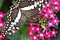 Papillon de Vinson ou Voilier des citronniers (Papilio demodocus)
