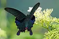 Papilio dialis femelle