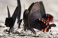 Papilio dialis mâle, ailes repliées