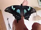Papilio epiphorbas vivant
