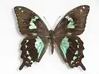 Papilio epiphorbas femelle