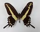 Papilio hectorides mâle