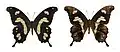 Papilio hesperus hesperus - MHNT